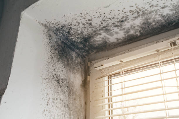 Affordable Crawl Space Mold Removal solutions in Dupont, CO